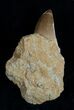 Large Mosasaurus Tooth In Matrix #1776-1